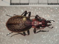 Carabus irregularis irregularis