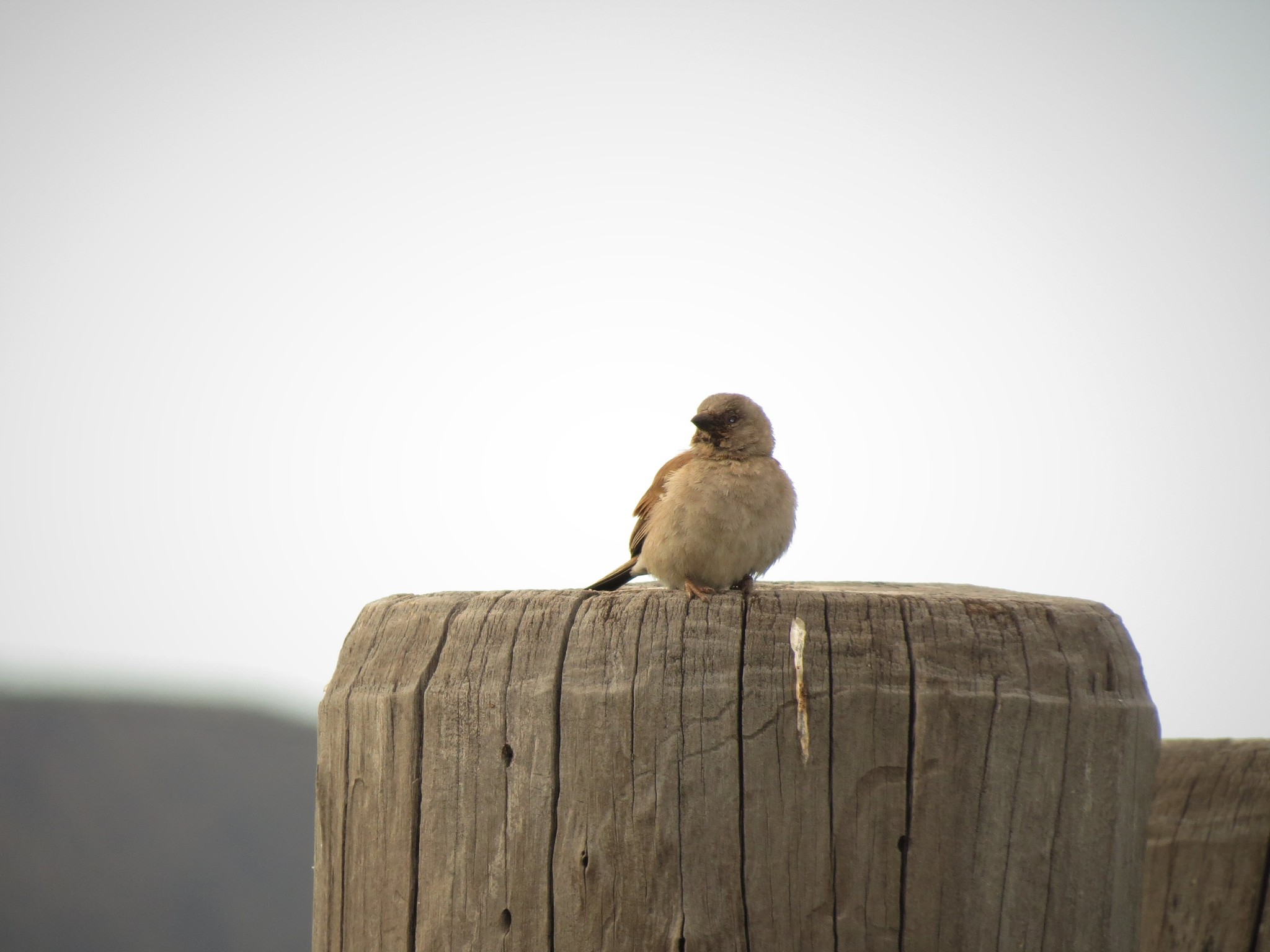 Southern Grey-headed Sparrow illustration