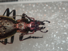 Carabus irregularis irregularis