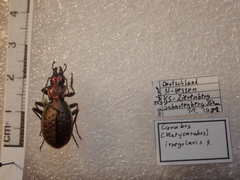 Carabus irregularis irregularis