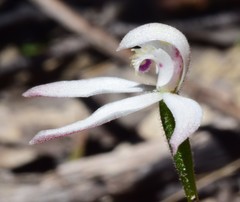 Caladenia clarkiae