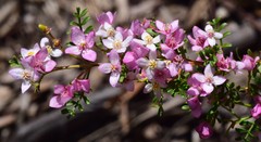 Boronia galbraithiae