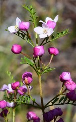 Boronia galbraithiae