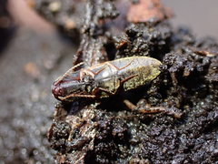 Agriotes thevenetii