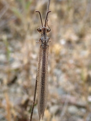 Creoleon lugdunensis