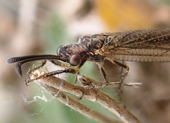 Creoleon lugdunensis