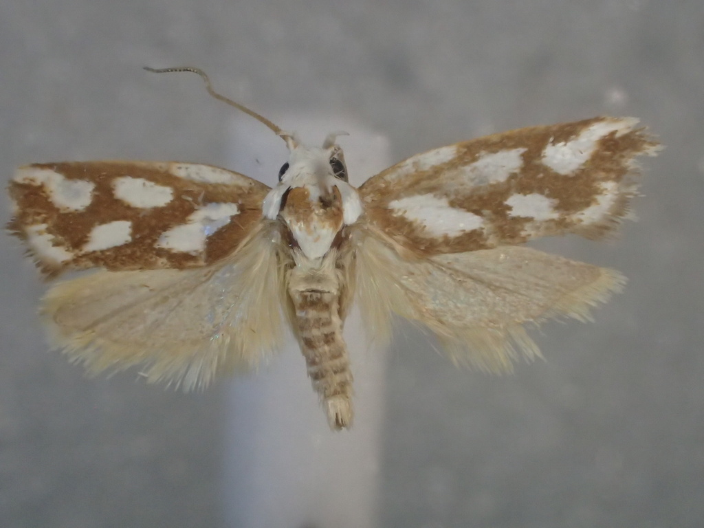 Plectophila electella