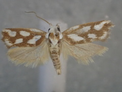 Plectophila electella