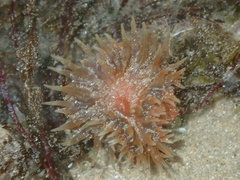Anemonia mutabilis