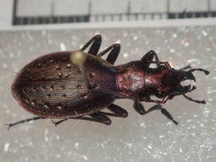 Carabus irregularis irregularis