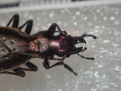 Carabus irregularis irregularis