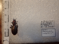 Carabus irregularis irregularis