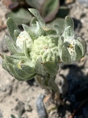 Psilocarphus elatior