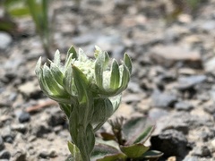 Psilocarphus elatior