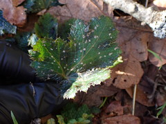 Cladosporium herbarum