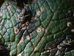 Cladosporium herbarum