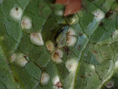 Cladosporium herbarum