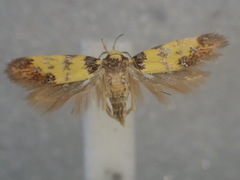 Morphotica mirifica