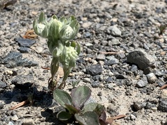 Psilocarphus elatior