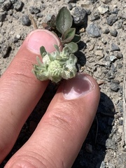 Psilocarphus elatior