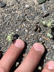 Psilocarphus elatior