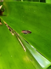 Cephaloconus tenebrosus