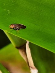 Cephaloconus tenebrosus