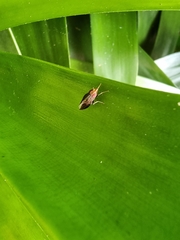 Cephaloconus tenebrosus