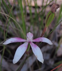 Caladenia clarkiae