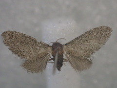 Epipyropidae