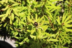 Cermatulus nasalis hudsoni