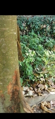 Callosciurus notatus