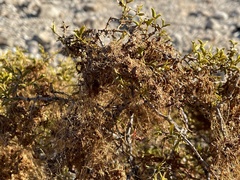 Dodder (Cuscuta denticulata)