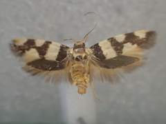 Macrobathra callispila