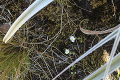 Celmisia glandulosa