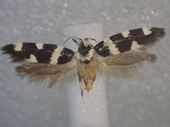 Macrobathra sarcoleuca