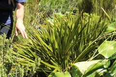 Aciphylla horrida