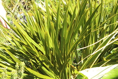 Aciphylla horrida