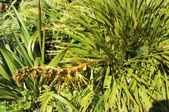 Aciphylla horrida