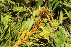Aciphylla horrida