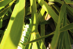 Aciphylla horrida