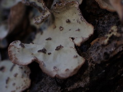 Lobaria hallii