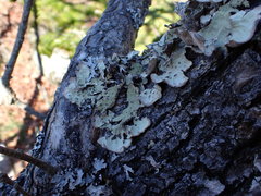 Lobaria hallii