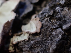 Lobaria hallii