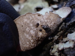Lobaria hallii