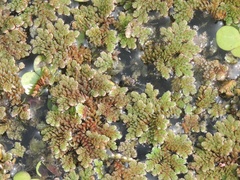 Azolla pinnata