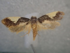 Monopis cirrhospila