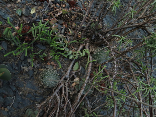 Haworthia bolusii
