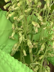 Artemisia suksdorfii