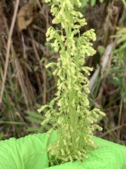 Artemisia suksdorfii